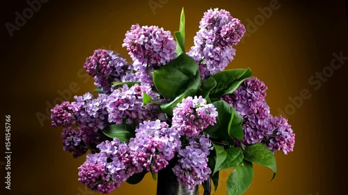  Still life with a luxurious bouquet. Bouquet of purple lilac flowers. Spring flowers poster, greeting card.  rotating lilac flowers