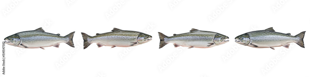 Naklejka premium Salmon Run Array: A series of four fresh salmon, perfectly aligned, evoke the natural journey of a wild catch. Ready for your creative project!