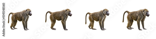 Baboons in Sequence: Four baboons showcase their unique stances in a carefully staged studio, providing a fascinating insight into the primate's natural behavior.