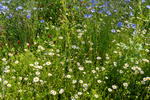 Wild flowers field. Wild flowers on spring meadow with blue flax, crimson clover, red poppy