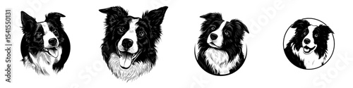 Modern illustration of a Border Collie depicted as a black and white isolated icon
