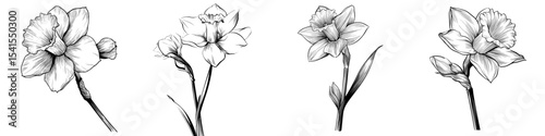 A narcissus flower bud is shown blossoming in isolation on a white background, accompanied by a minimalist hand-drawn silhouette of a daffodil