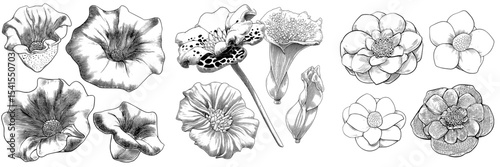 Modern illustration of 3 rafflesia arnoldi blooms accompanied by 3 black and white sketches commonly utilized in graphic design elements