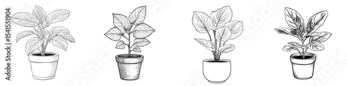 A potted plant with three large leaves is depicted in outline drawing