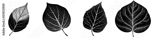 A leaf's black and white silhouette is set against a white background, showcasing its clear veins