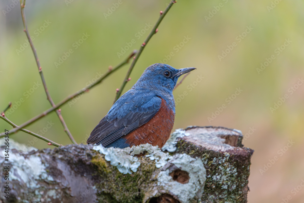 Naklejka premium イソヒヨドリの雄が止まる苔むした切り株