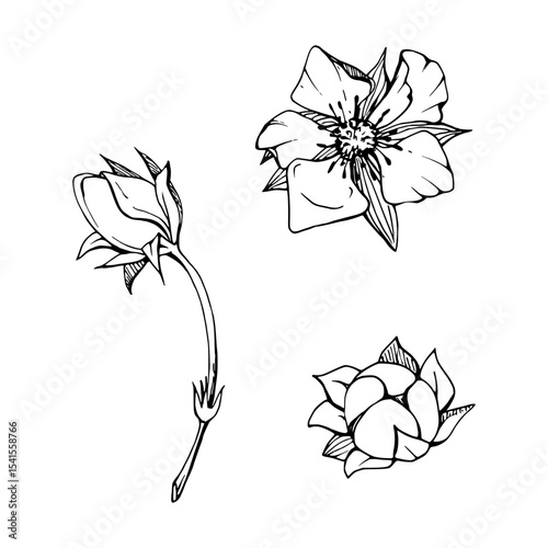 Early spring flower buds strawberry raspberry cherry sakura, hand drawn in vector ink anemone primrose daisy, tree bush berry plant. Single object isolated botanical illustration. Wedding florist shop