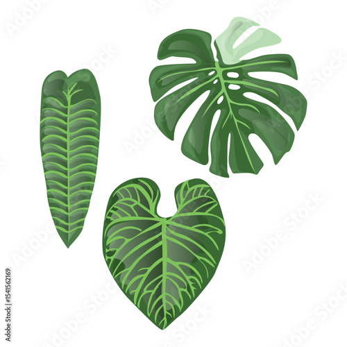 monstera leaves with separate white background