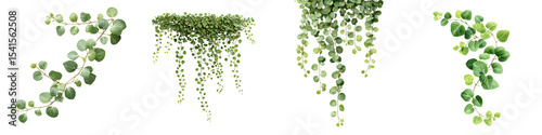 Lush greenery with trailing vines and leaves