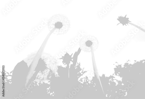 The shadow of a dandelion bush on a white wall. A black and white image to overlay on a photo or mockup