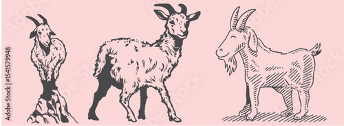 Hand-drawn goat illustrations in vintage engraving style