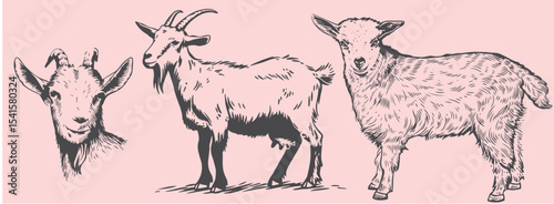 Hand-drawn goat illustrations in vintage engraving style
