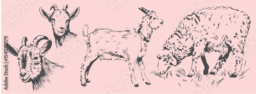 Hand-drawn goat illustrations in vintage engraving style