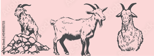 Hand-drawn goat illustrations in vintage engraving style
