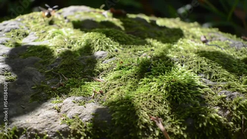 Moss-covered rock, sunlit