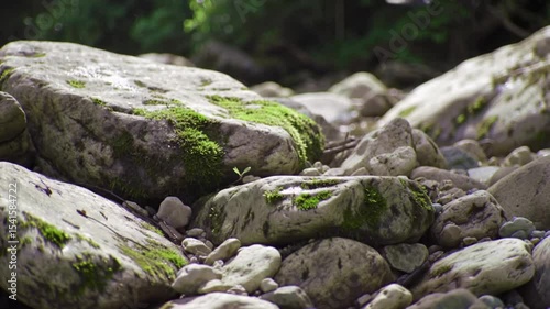 Moss-covered rocks by a stream