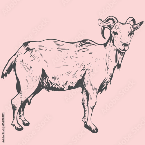 Hand-drawn goat illustrations in vintage engraving style