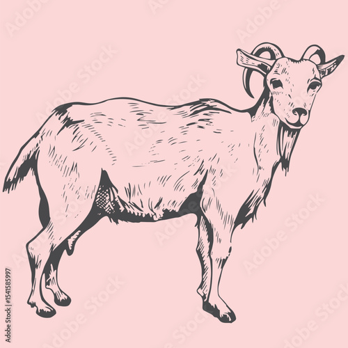 Hand-drawn goat illustrations in vintage engraving style
