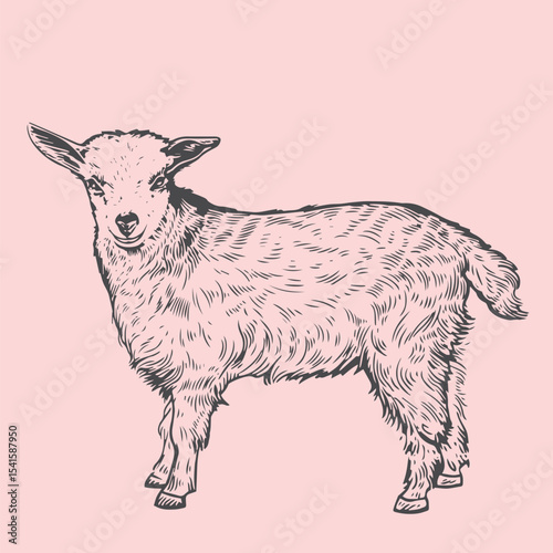 Hand-drawn goat illustrations in vintage engraving style