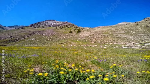 Mountain meadow bursting with wildflowers under a clear sky