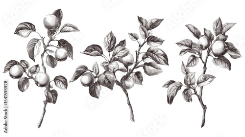 Wallpaper Mural Set of hand drawn apple twigs with leaves and small apples vintage botanical sketch isolated on white background Torontodigital.ca