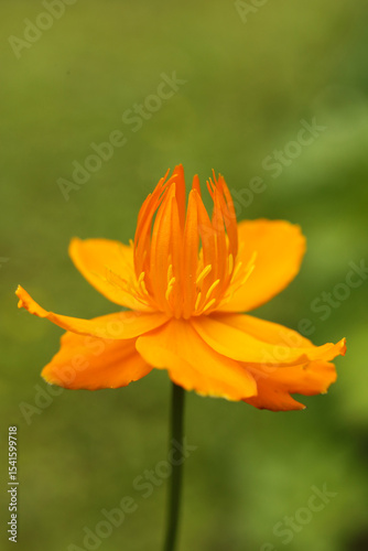 Close up of orange flower of Trollius chinensis Golden Queen in the garden. Selective focus.
