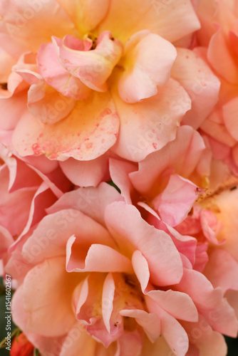 Wallpaper Mural Beautiful pink roses in the garden, close up. Floral background Torontodigital.ca
