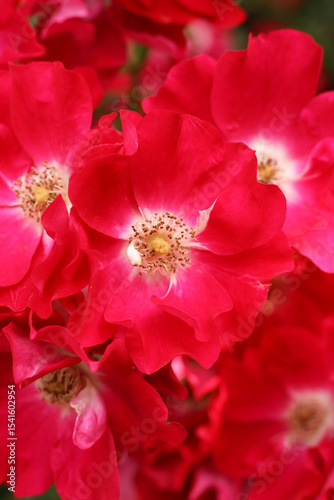 Beautiful red roses in the garden, close-up. Nature background