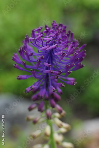 Close-up of a purple flower of Muscari comosum on a blurred background. Shallow depth of field
