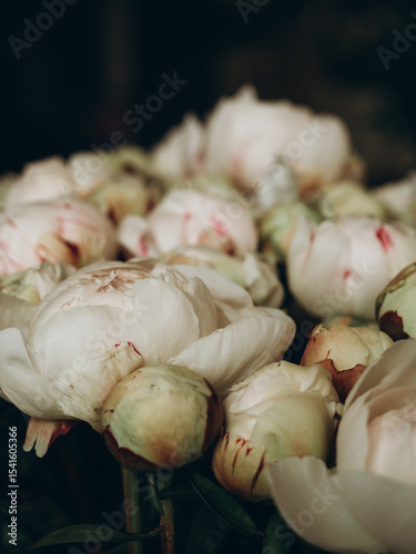 Fototapeta Naklejka Na Ścianę i Meble -  White peonies