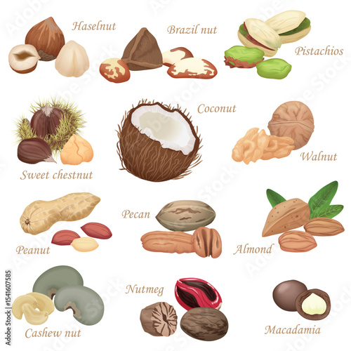 Various kinds of color flat realistic Nuts and seeds icon collection