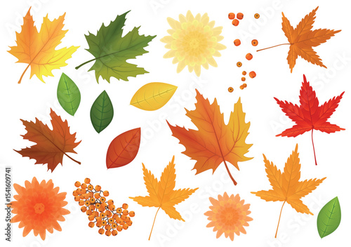 Big set of realistic vector leaves and flowers from different kind of trees isolated