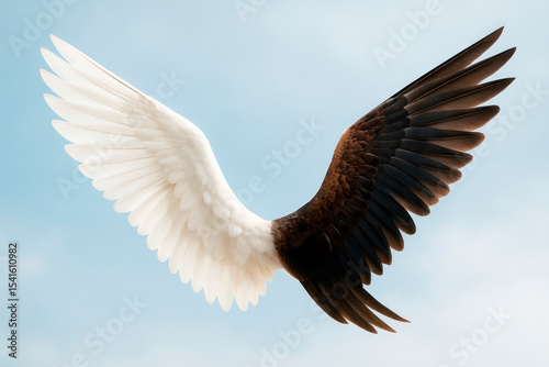Wings that combine light and darkness.