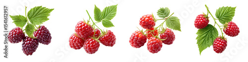 Fresh organic berries on the vine