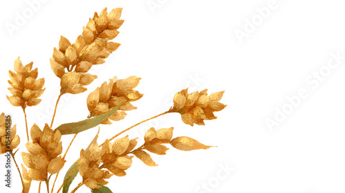 wheat stalk with golden ribbon on white background, thanksgiving day banner with copy space