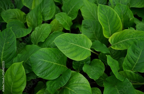 A top-down view of lush, overlapping tropical leaves with rich green tones and prominent natural textures