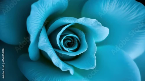 Close up of stunning blue rose in full bloom swirling