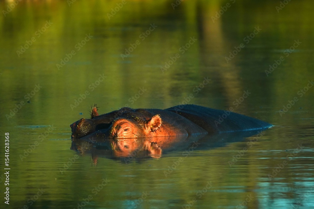 Fototapeta premium Eye to eye with a Hippo (Hippopotamus amphibius.)