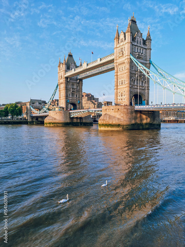 Panoramic view to the Tower Bridge and the Thames River at sunset in Summer with swans swimming, the main landmark of London, England, United Kingdom
