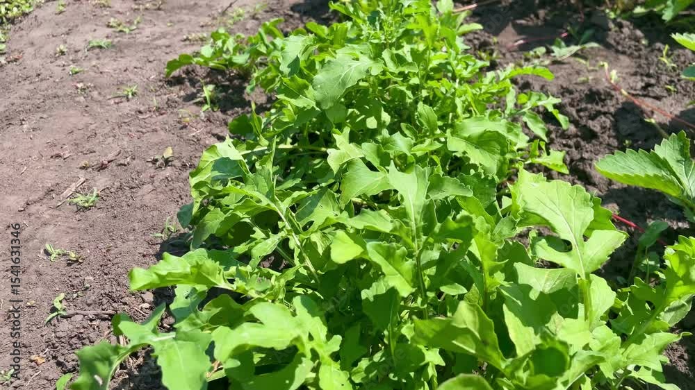 Lush Green Arugula Plants Growing in Organic Garden Soil Lush Green Arugula Plants Growing in Organic Garden Soil