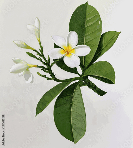 Sunset Petal Plumeria white isolated watercolor vector illustration svg