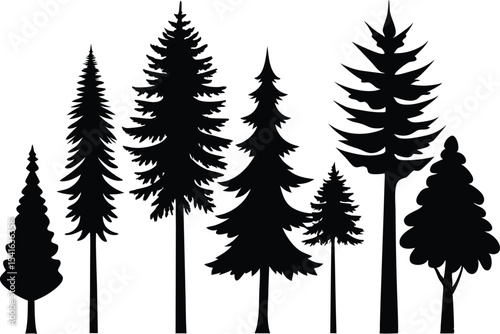 Silhouettes of evergreen trees in a forest setting	
