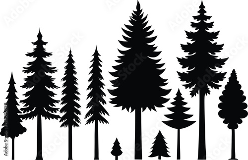 Silhouettes of evergreen trees in a forest setting	