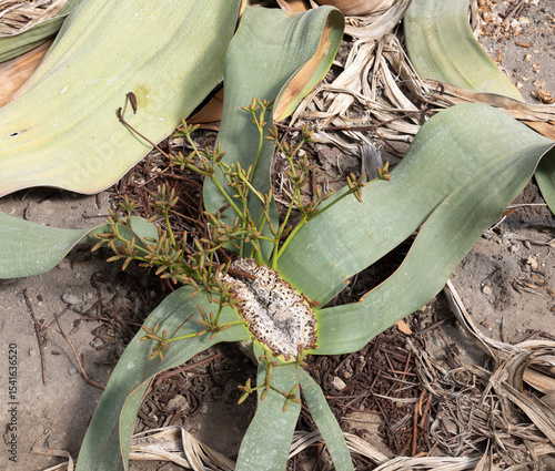 A male specimen of  Welwitschia mirabilis in bloom—an ancient desert survivor with only two leaves and a story millions of years old.