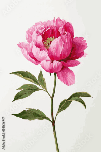 Bloom Cloud Peony isolated watercolor vector illustration svg