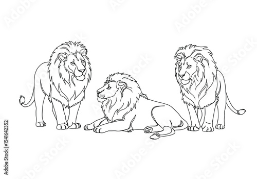 Three lion drawing. It is a black and white outline image of three lions, powerful and regal wild cats, with one lying down and two standing. Vector sketch line art draw.