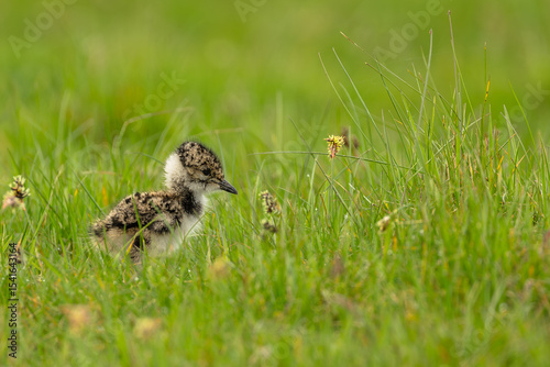Lapwing chick, Scientific name: Vanellus.  Northern Lapwing chick in Springtime, facing right in lush green meadow on managed grouse moorland in North Yorkshire, UK.  Horizontal.  Copy space