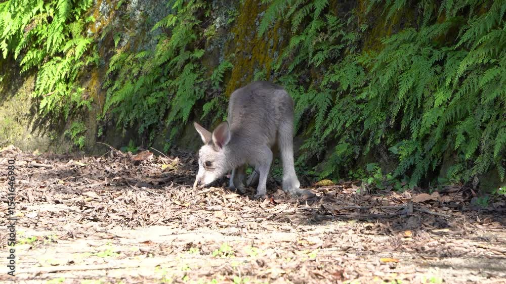 Eastern grey kangaroo,joey Eastern grey kangaroo,joey
