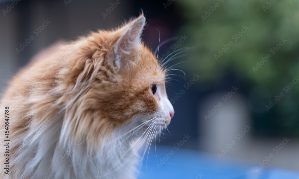 Expressive Eyes: A Close-Up of a Beautiful Cat Expressive Eyes: A Close-Up of a Beautiful Cat