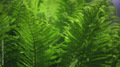 Forest Fern leaves in sunrise background. Slow motion in wind